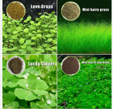 Aquarium Plant Seeds