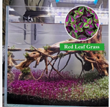 Aquarium Plant Seeds