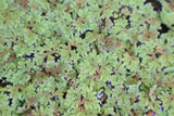 Azolla Filiculoides