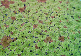 Azolla