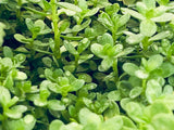 bacopa monnieri plant