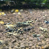 Black Galaxy Shrimp