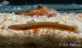 KUHLI LOACH - BLACK 6CM