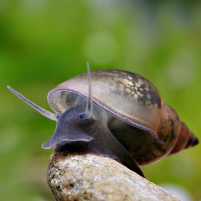 Bladder Snail aquarium