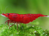 Bloody Mary shrimp