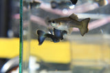 Blue Moscow Guppies