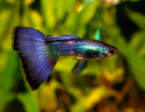 Blue Moscow Guppies