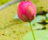 bowl lotus flowering