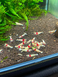 High grade PRL - Pure Red Line Shrimp