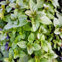 Chocolate Mint