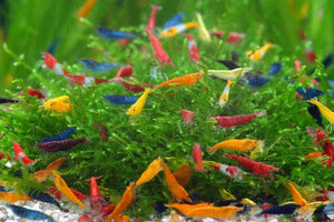 Cherry Shrimp Skittles - Mix Colour