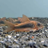 CORYDORAS BRONZE 2CM