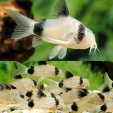 Panda Corydoras