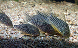 CORYDORAS STERBAI 4CM - LOCALLY BRED