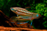 Croaking Gourami