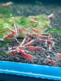 Red Galaxy Shrimp