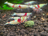 High grade PRL - Pure Red Line Shrimp