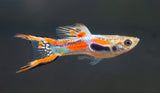 Endler Guppy