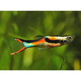 Endler Guppy