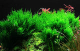 Flame Moss (Taxiphyllum 'Flame')