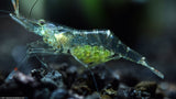 Ghost Shrimp carrying eggs