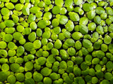 Giant Duckweed floating