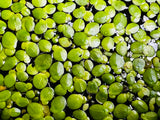 Giant Duckweed in Aquarium 