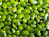 Giant Duckweed