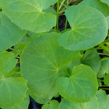 Gotu Kola herb