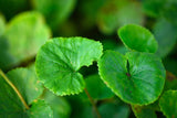 gotu kola plant for sale