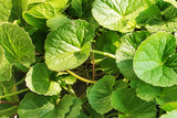 Gotu Kola Plant