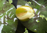 Hardy Water Lily Flower