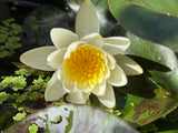 Hardy Water Lily