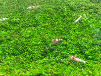 Hemianthus Callitrichoides