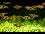 Hengeli Rasbora