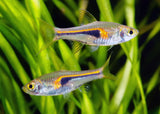 Hengeli Rasbora