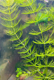 Hornwort in aquarium 