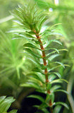 Hydrilla Verticillata