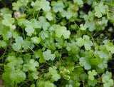 Hydrocotyle Tripartita