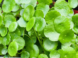 Hydrocotyle Verticillata pond