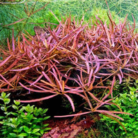 Hygrophila Sp. 'Tiger'