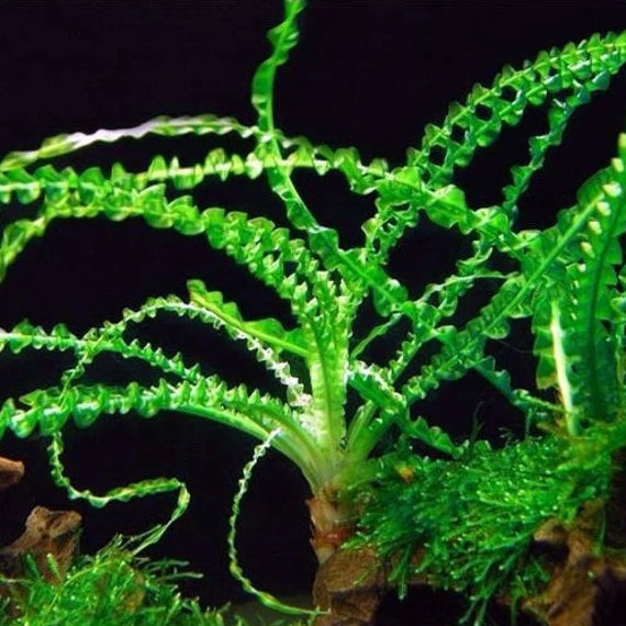 Crinum Calamistratum rare aquarium plant