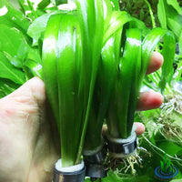 Giant Vallisneria
