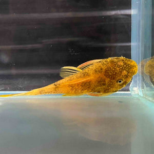 MARBLED CALICO BRISTLENOSE CATFISH 2.5CM - LOCALLY BRED