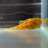 MARBLED CALICO BRISTLENOSE CATFISH 2.5CM - LOCALLY BRED