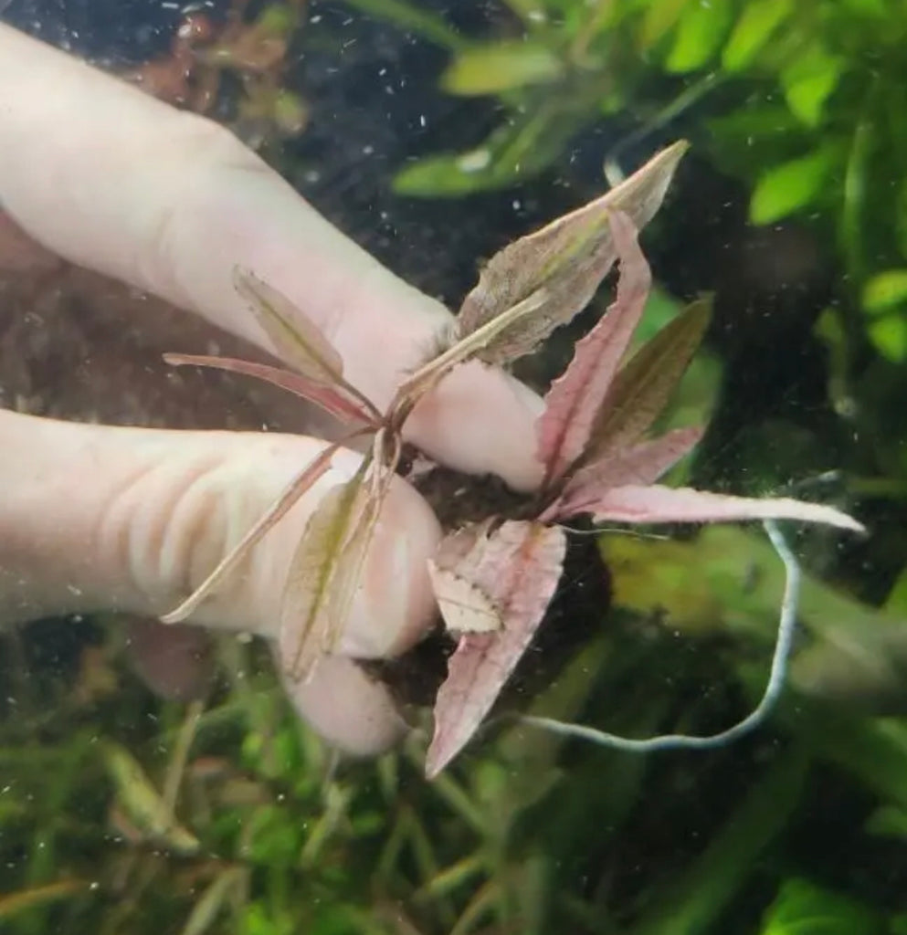 Pink Flamingo Crypt Cryptocoryne
