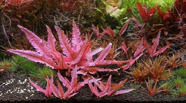 Pink Flamingo Crypt Cryptocoryne