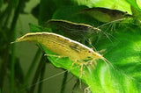 Australian Riffle Shrimp | Filter Shrimp