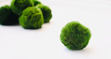 pet moss ball