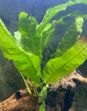 Java Fern on wood